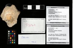 Foto (Objekt + Etikett) von Pithonoton sp.  (NHMW-GEO-2014-0194-0271)